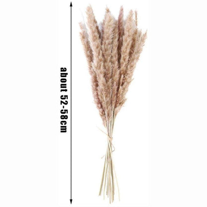 50Pcs/Bunch 50cm Natural Phragmites Reed Flowers Bulrush Bouquet Big Dried Pampas Grass Wedding Decoration Home Fall Decor